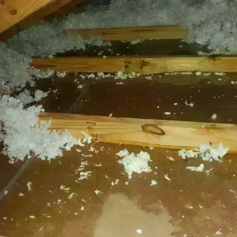 Attic Water Damage in Belle Isle, FL